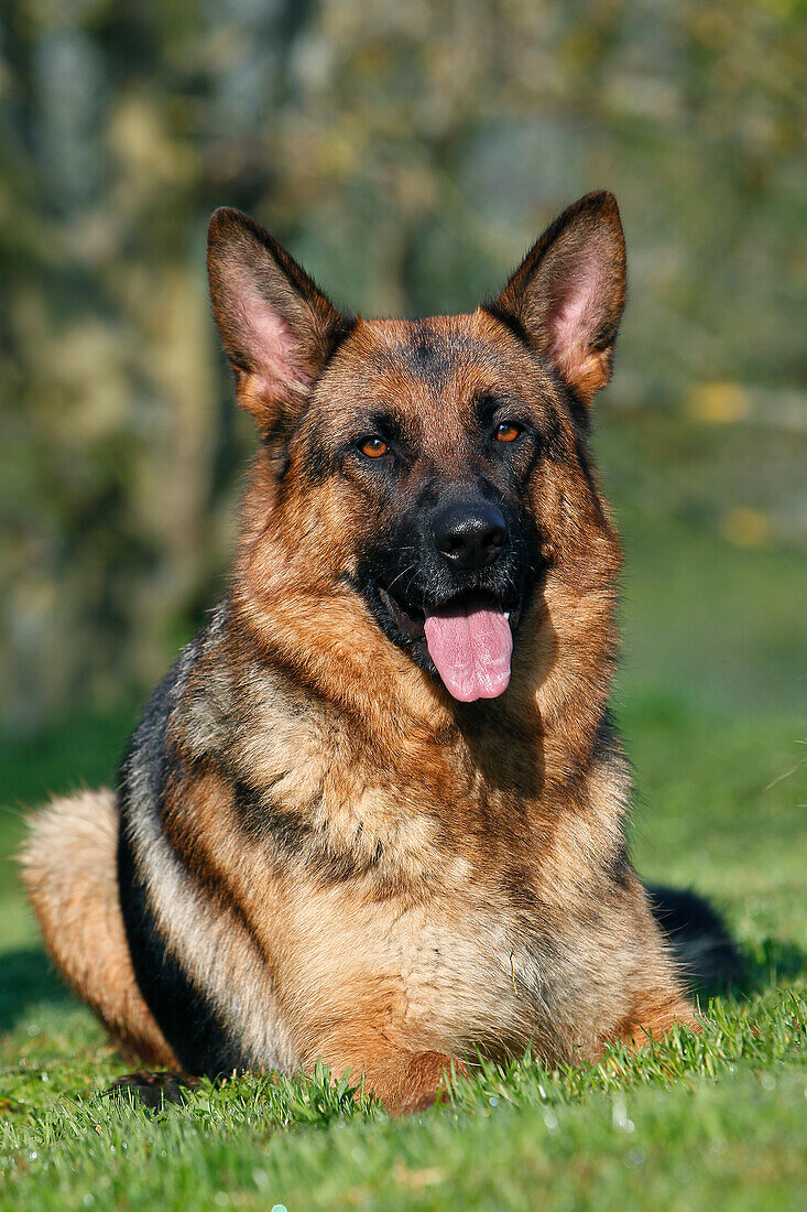 Deutscher Schäferhund, Erwachsener im Gras liegend mit heraushängender Zunge