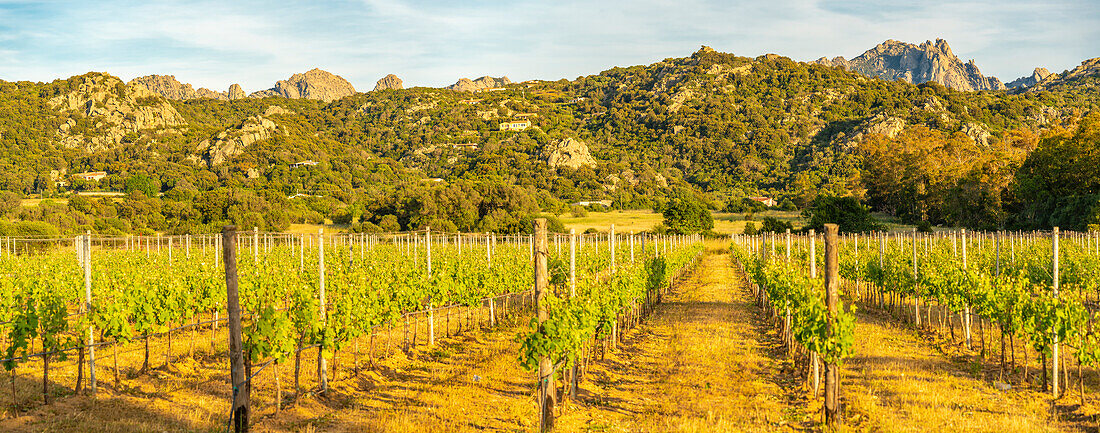 Blick auf Weinberg und bergigen Hintergrund bei Arzachena, Sardinien, Italien, Mittelmeer, Europa