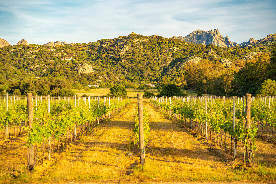 View of vineyard and mountainous background near Arzachena, Sardinia, Italy, Mediterranean, Europe