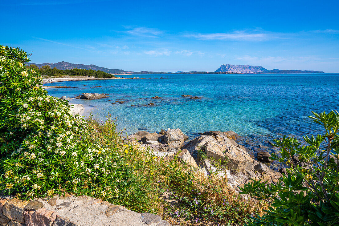 View of Spiaggia Cala d'Ambra beach and Isola di Tavolara in the background, San Teodoro, Sardinia, Italy, Mediterranean, Europe