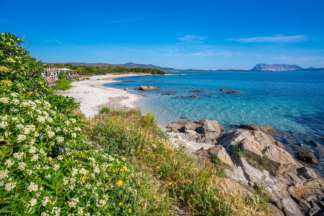 View of Spiaggia Cala d'Ambra beach and Isola di Tavolara in the background, San Teodoro, Sardinia, Italy, Mediterranean, Europe