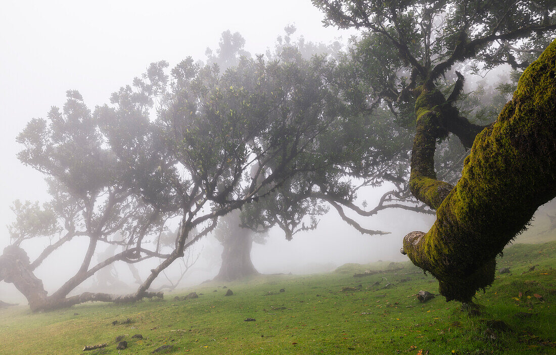 Der schöne Blick auf den Fanalwald an einem nebligen Frühlingstag, Porto Moniz, Madeira, Portugal, Atlantik, Europa