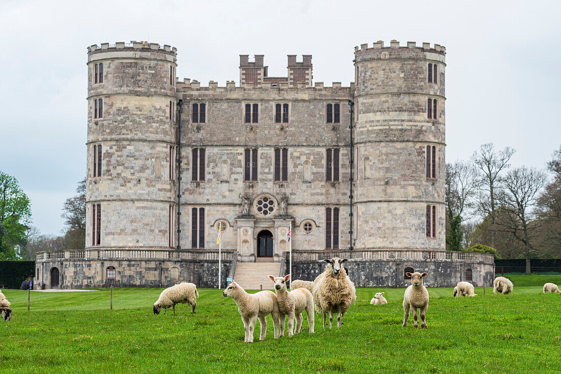 Sheep roaming the green meadows in front of Lulworth Castle, Jurassic Coast, Dorset, England, United Kingdom, Europe