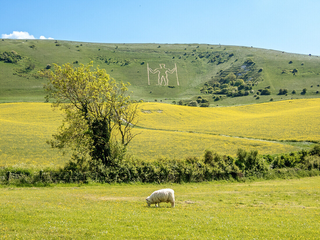 Der Lange Mann von Wilmington, ein Hügelgrab in den Sussex Downs, möglicherweise neolithisch, 15. Jahrhundert oder später, oberhalb des Dorfes Wilmington, East Sussex, England, Vereinigtes Königreich, Europa