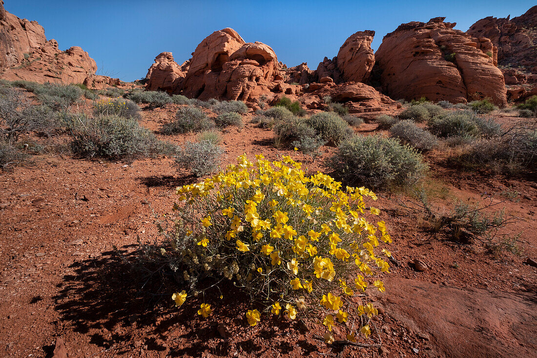 Weiße Papierblume (Psilostrophe cooperi) (Cooper's Paperflower) (Paper Daisy) (Papierblume), in Wüstenumgebung, Valley of Fire State Park, Nevada, Vereinigte Staaten von Amerika, Nordamerika