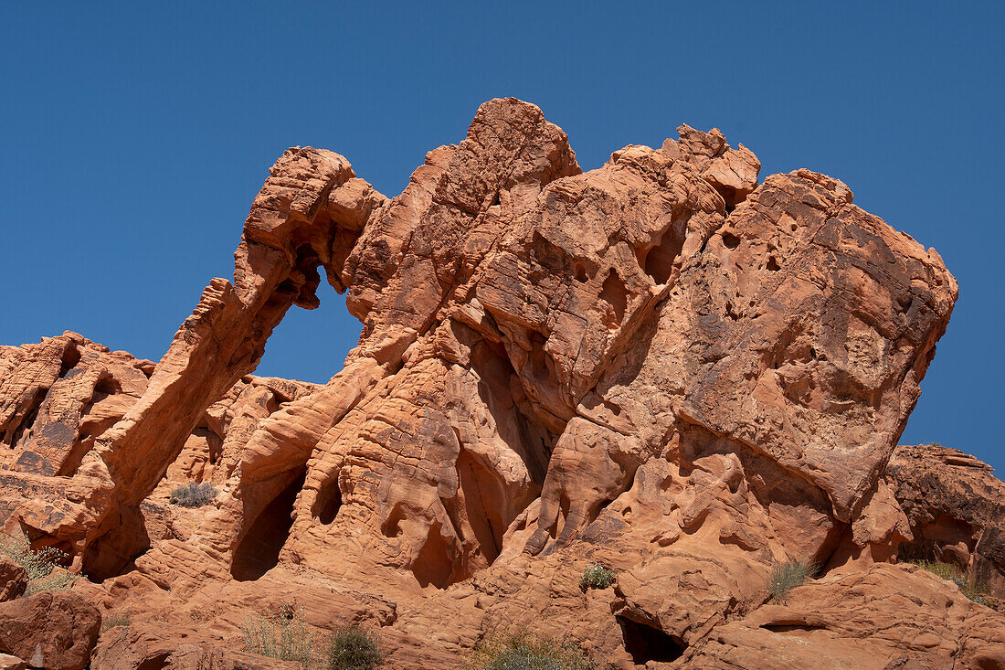 Elephant Rock, Natürliche Felsformation, Valley of Fire State Park, Nevada, Vereinigte Staaten von Amerika, Nordamerika