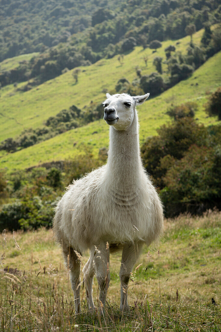 Llama, Termas de Papallacta, Napo, Ecuador, South America