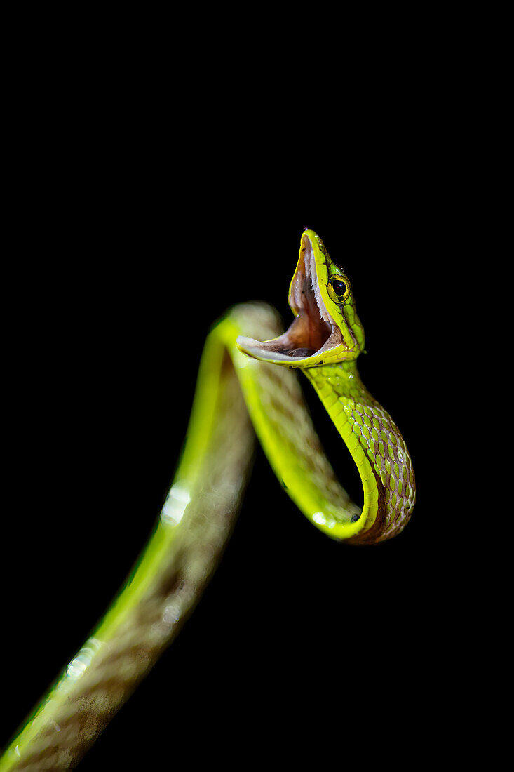 Weinbergschlange, Mashpi Lodge, Reserva Mashpi Amagusa, Pichincha, Ecuador, Südamerika