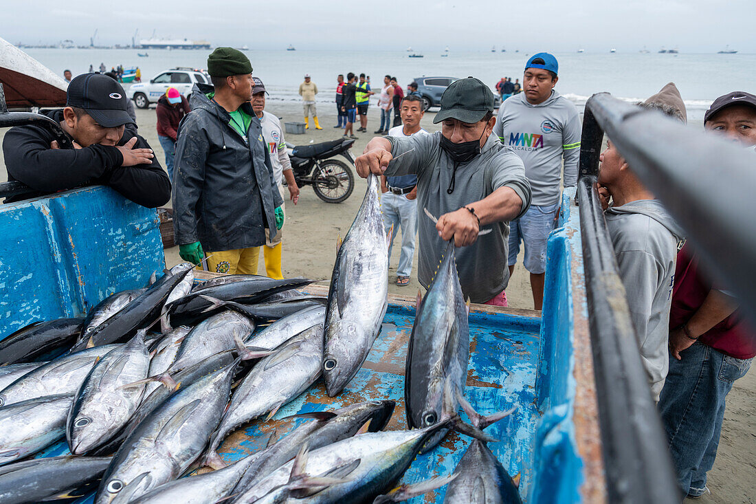 Fish market, Tarqui Beach, Manta, Manabi, Ecuador, South America