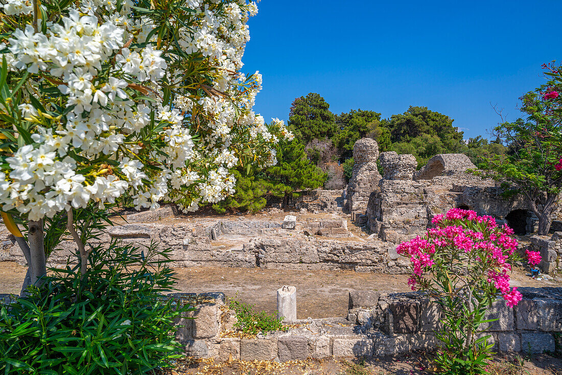 Blick auf die antike Agora und blühende Bäume, Kos-Stadt, Kos, Dodekanes, Griechische Inseln, Griechenland, Europa
