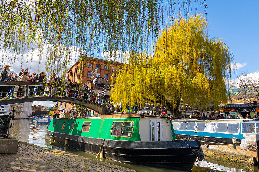 Camden Lock Area, Kanalboot, Goldener Trauerweidenbaum, Regent's Canal, London, England, Vereinigtes Königreich, Europa