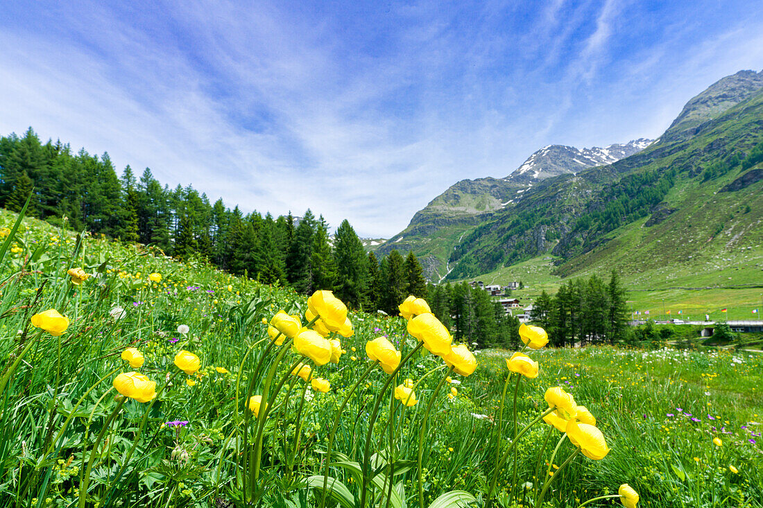 Yellow buttercup flowers in bloom, Madesimo, Valle Spluga, Valtellina, Lombardy, Italy, Europe