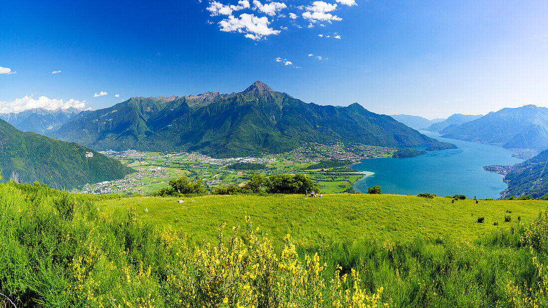 Blick auf den Monte Legnone und Alto Lario von blühenden Wiesen oberhalb des Comer Sees, Bugiallo, Provinz Como, Lombardei, Italienische Seen, Italien, Europa