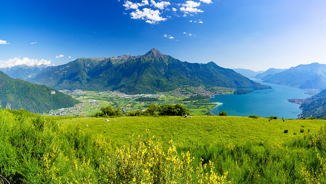 Panoramic of Monte Legnone and Alto Lario from flowering meadows above Lake Como, Bugiallo, Como province, Lombardy, Italian Lakes, Italy, Europe