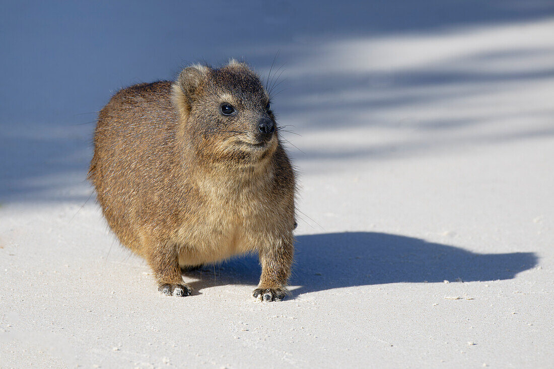 Hyrax (Procavia capensis) auf weißem Sand, Boulder's Beach, Kapstadt, Südafrika, Afrika