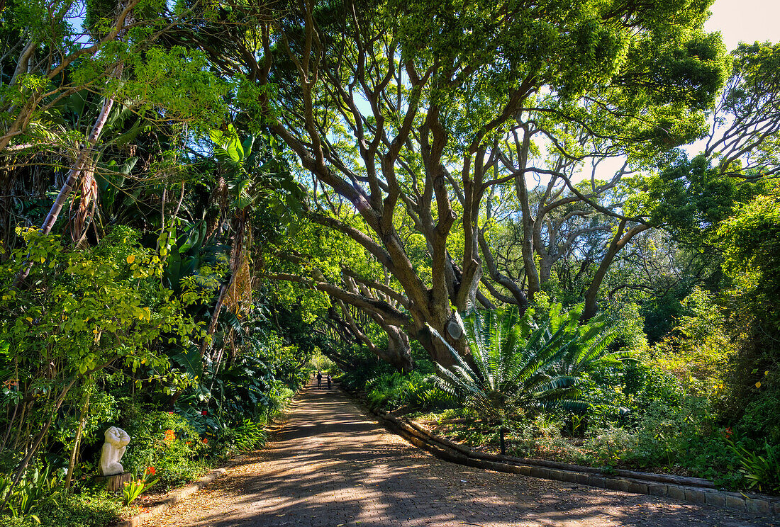 Blick auf den Botanischen Garten Kirstenbosch, Kapstadt, Südafrika, Afrika