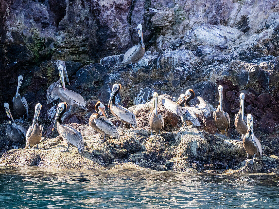 Adult brown pelicans (Pelecanus occidentalis), sunbathing near Isla San Pedro Martir, Baja California, Mexico, North America