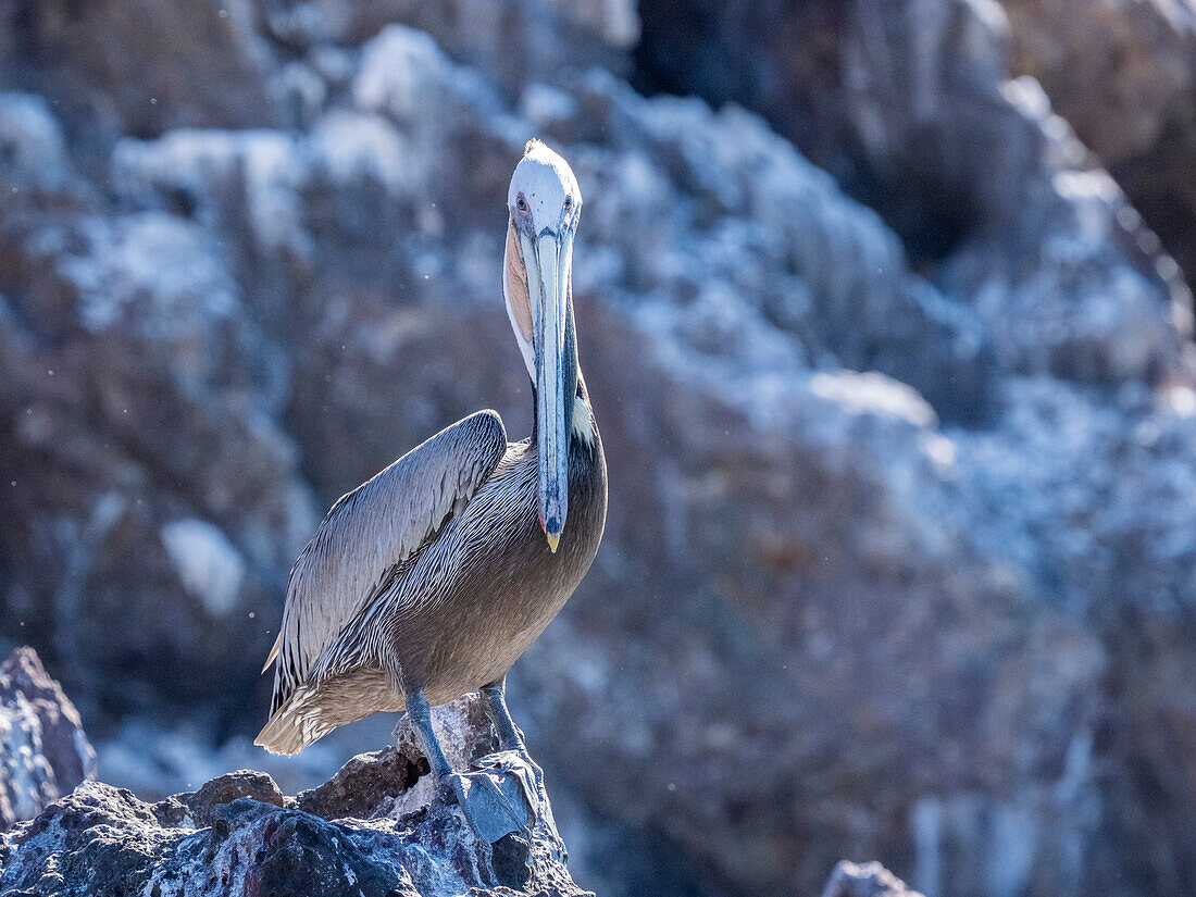 Adult brown pelican (Pelecanus occidentalis), sunbathing near Isla Ildefonso, Baja California, Mexico, North America