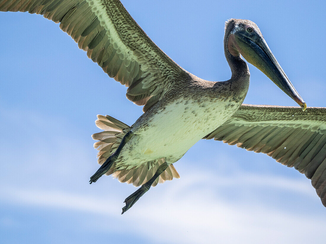 Juvenile brown pelican (Pelecanus occidentali)s, in flight in Concepcion Bay, Baja California, Mexico, North America