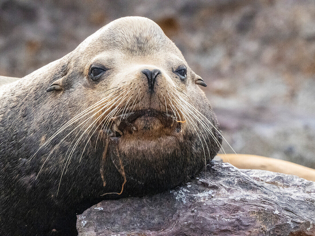 Adult male California sea lion (Zalophus californianus), head detail at Los Islotes, Baja California Sur, Mexico, North America