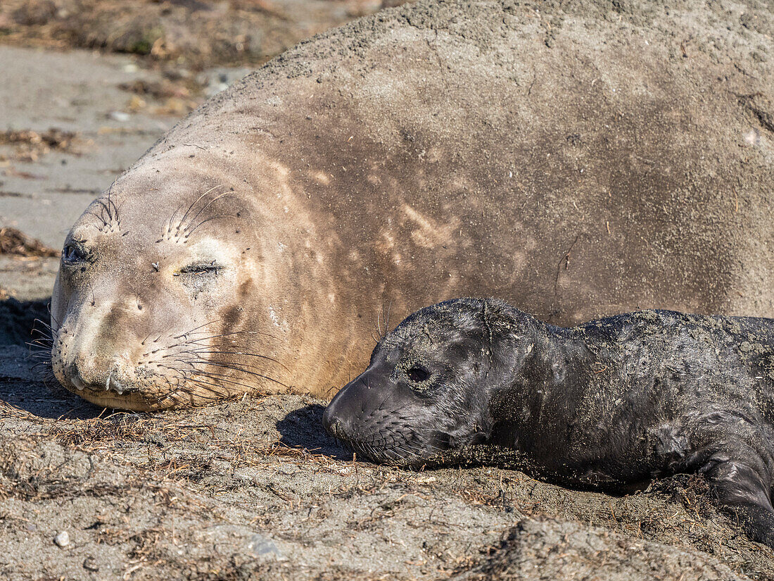 Nördlicher Seeelefant (Mirounga angustirostris), Mutter und neugeborenes Jungtier, Benito del Oeste Island, Baja California, Mexiko, Nordamerika