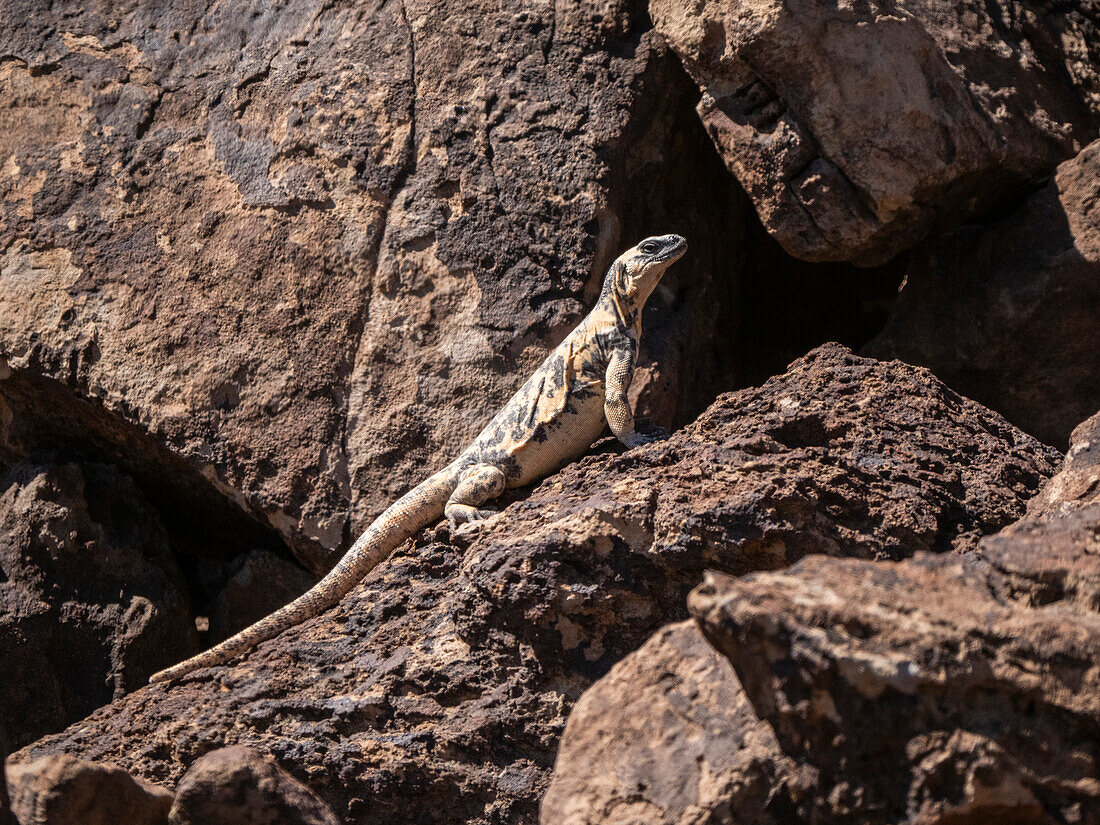 Ausgewachsener San Esteban Pinto Chuckwalla (Sauromalus varius), sich in der Sonne sonnend, Isla San Esteban, Baja California, Mexiko, Nordamerika