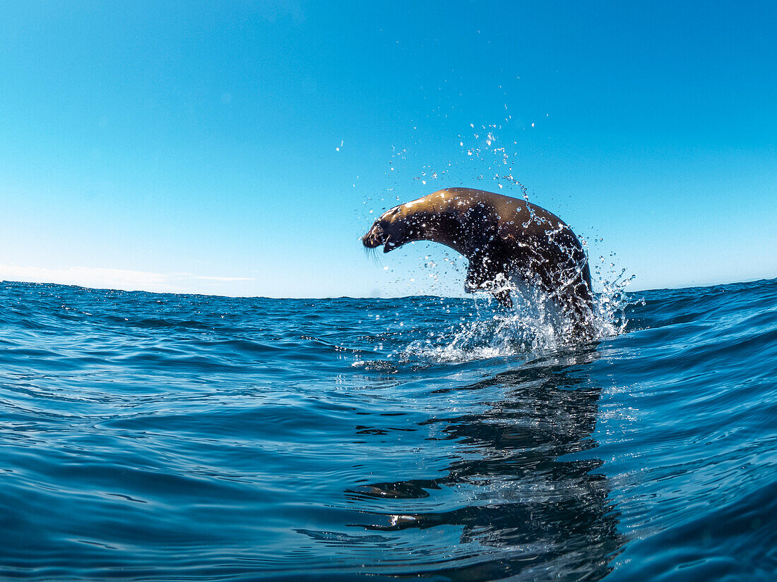 Aufgeregter Kalifornischer Seelöwe (Zalophus californianus), springt aus dem Wasser, Isla San Pedro Martir, Baja California, Mexiko, Nordamerika