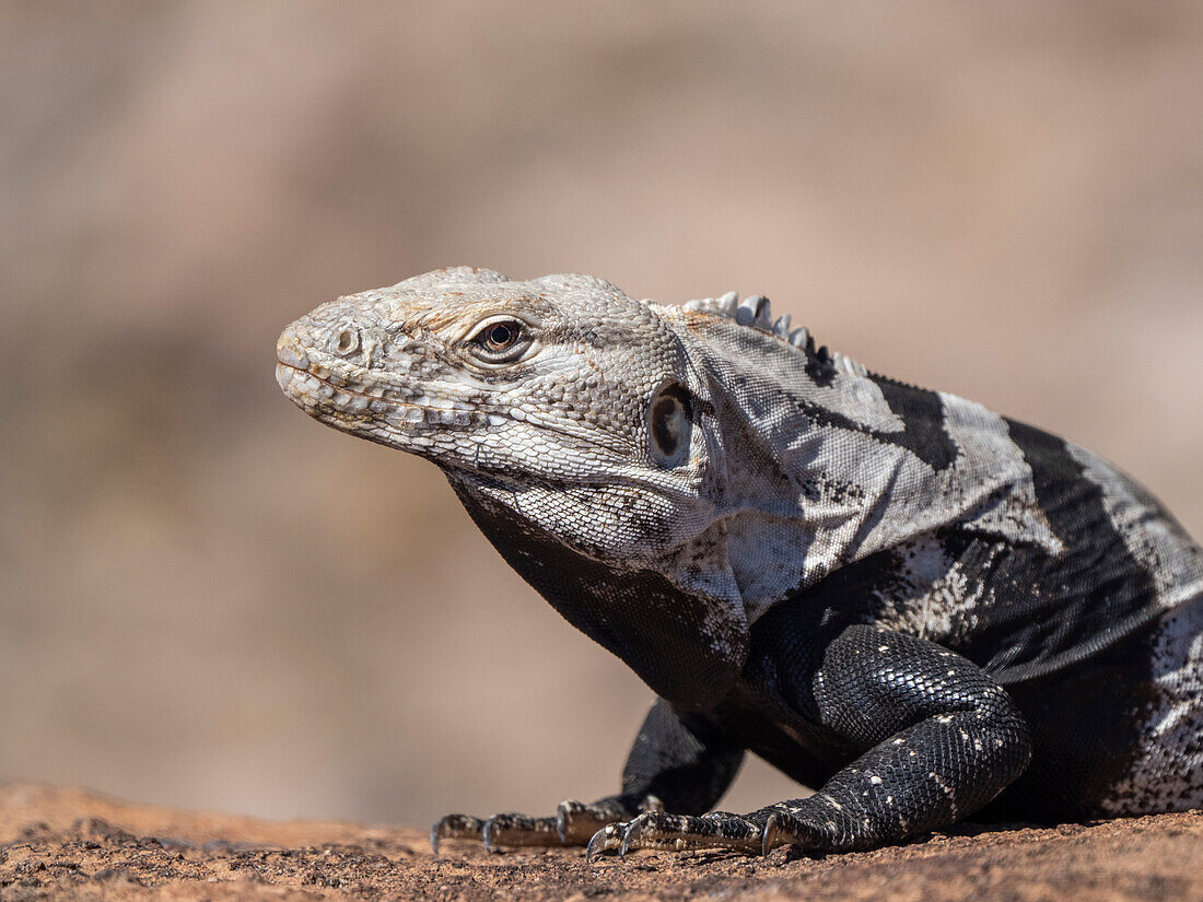 Ausgewachsener Stachelschwanzleguan (Ctenosaura conspicuosa), sich in der Sonne sonnend, Isla San Esteban, Baja California, Mexiko, Nordamerika