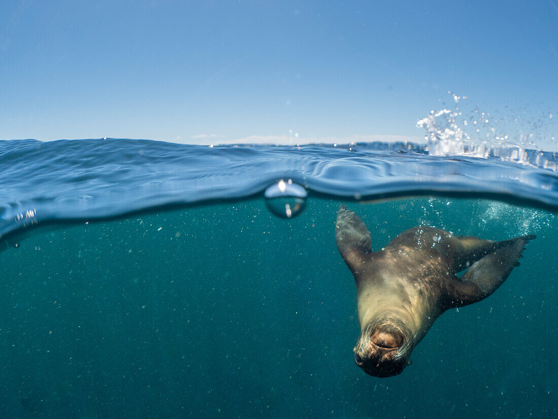 Kalifornischer Seelöwe (Zalophus californianus), unter Wasser bei Isla San Pedro Martir, Baja California, Mexiko, Nordamerika