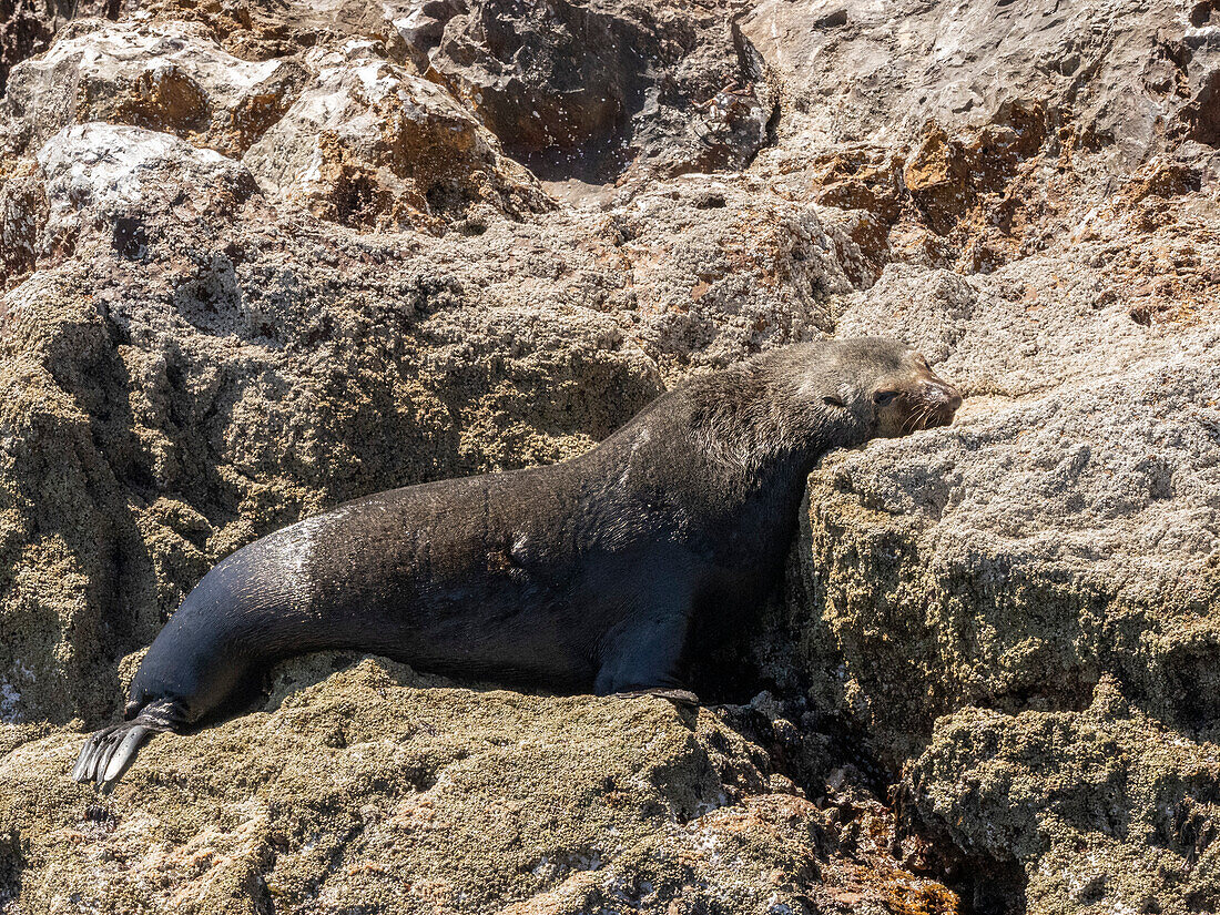 Ausgewachsene männliche Guadalupe-Pelzrobbe (Arctocephalus townsendi), am Netz, Isla San Pedro Martir, Baja California, Mexiko, Nordamerika