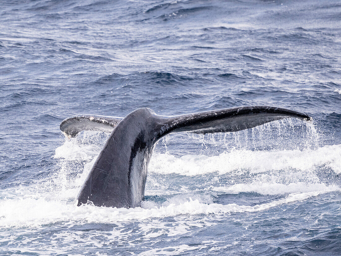 Fluke of adult male humpback whale (Megaptera novaeangliae), competition pod, San Jose del Cabo, Baja California Sur, Mexico, North America