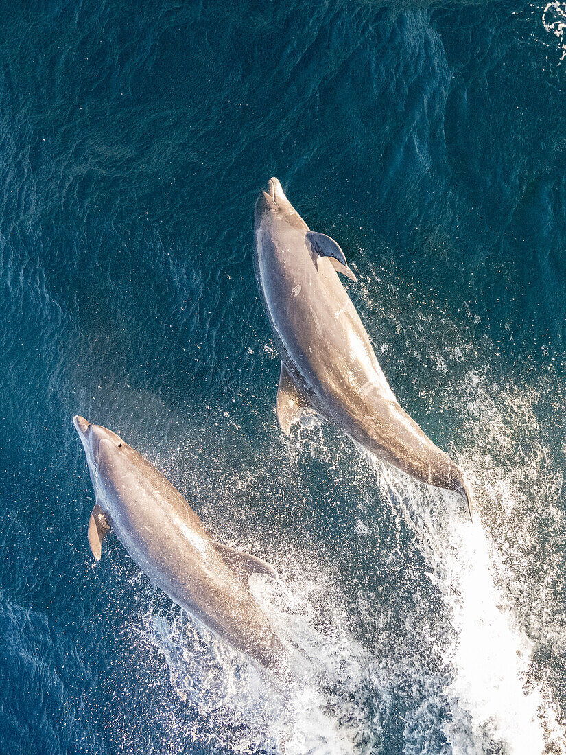 Adult common bottlenose dolphins (Tursiops truncatus), bowriding on the Pacific side of Baja California Sur, Mexico, North America