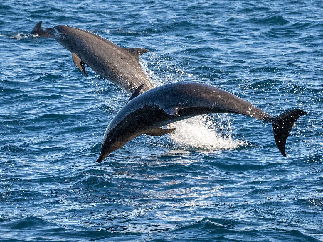 Adult common bottlenose dolphins (Tursiops truncatu)s, leaping off Isla San Jose, Baja California Sur, Mexico, North America
