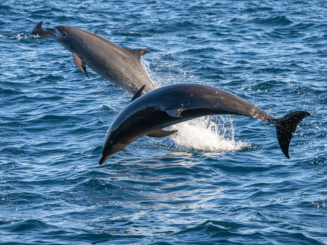 Ausgewachsene Große Tümmler (Tursiops truncatus), springend vor der Isla San Jose, Baja California Sur, Mexiko, Nordamerika