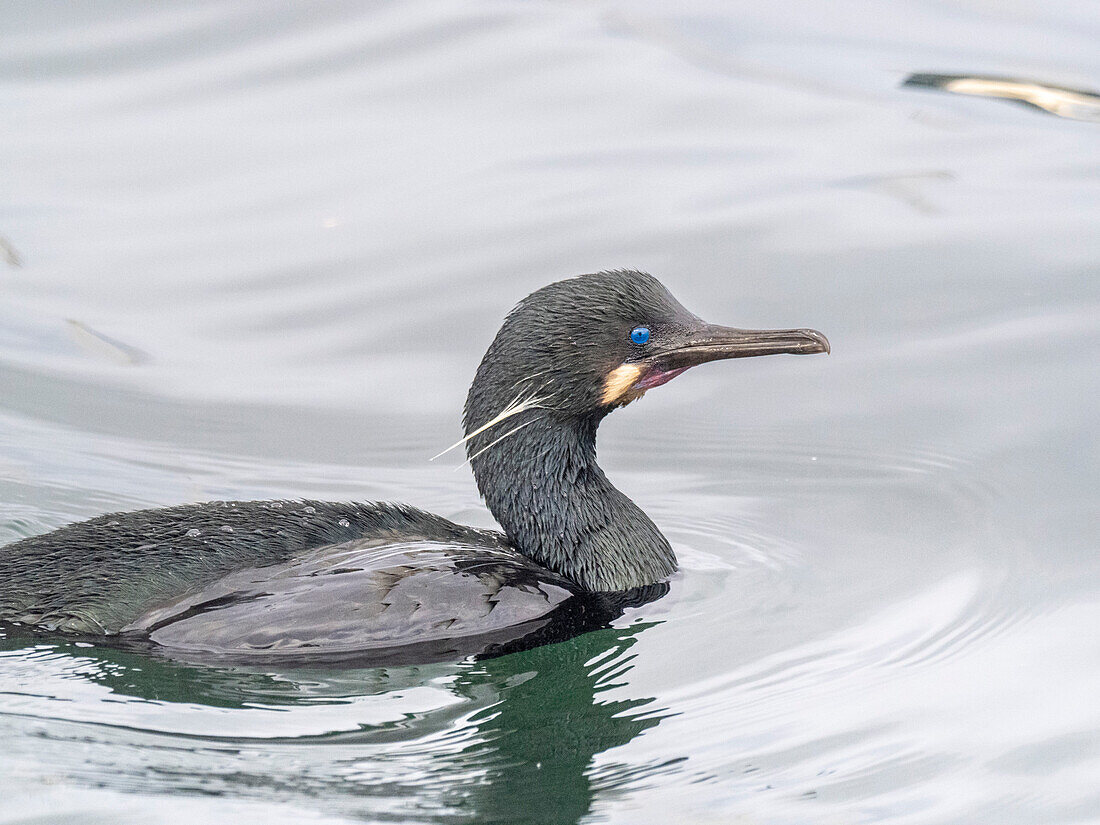 Adulter Brandtkormoran (Urile penicillatus), an der Oberfläche im Monterey Bay Marine Sanctuary, Monterey, Kalifornien, Vereinigte Staaten von Amerika, Nordamerika