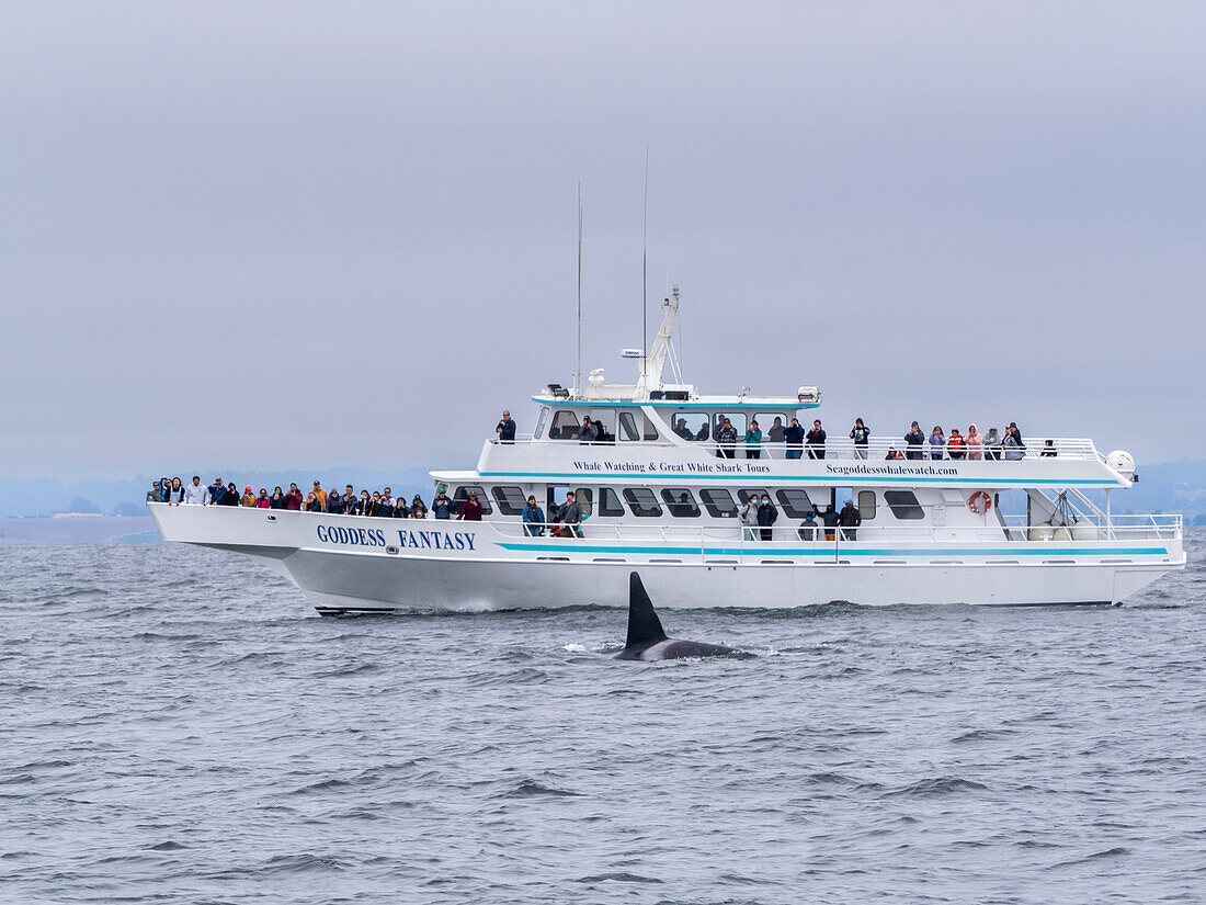 Kommerzielles Walbeobachtungsboot Goddess Fantasy im Monterey Bay Marine Sanctuary, Kalifornien, Vereinigte Staaten von Amerika, Nordamerika