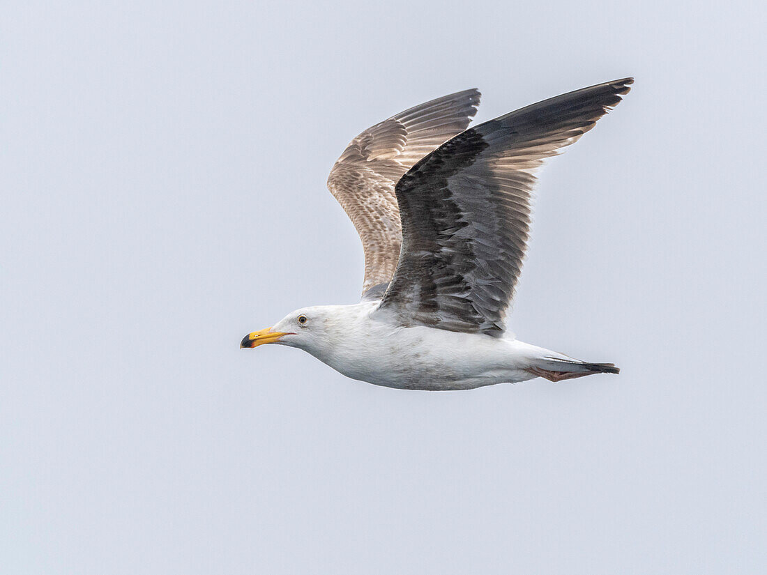 Junge Kalifornienmöwe (Larus californicus), im Flug im Monterey Bay Marine Sanctuary, Monterey, Kalifornien, Vereinigte Staaten von Amerika, Nordamerika