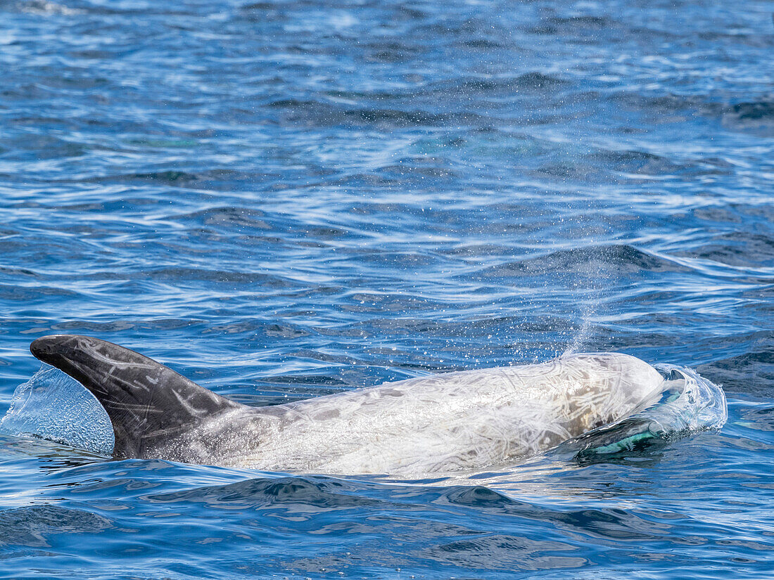 Adult Risso's dolphins (Grampus griseus), surfacing near shore in Monterey Bay Marine Sanctuary, California, United States of America, North America