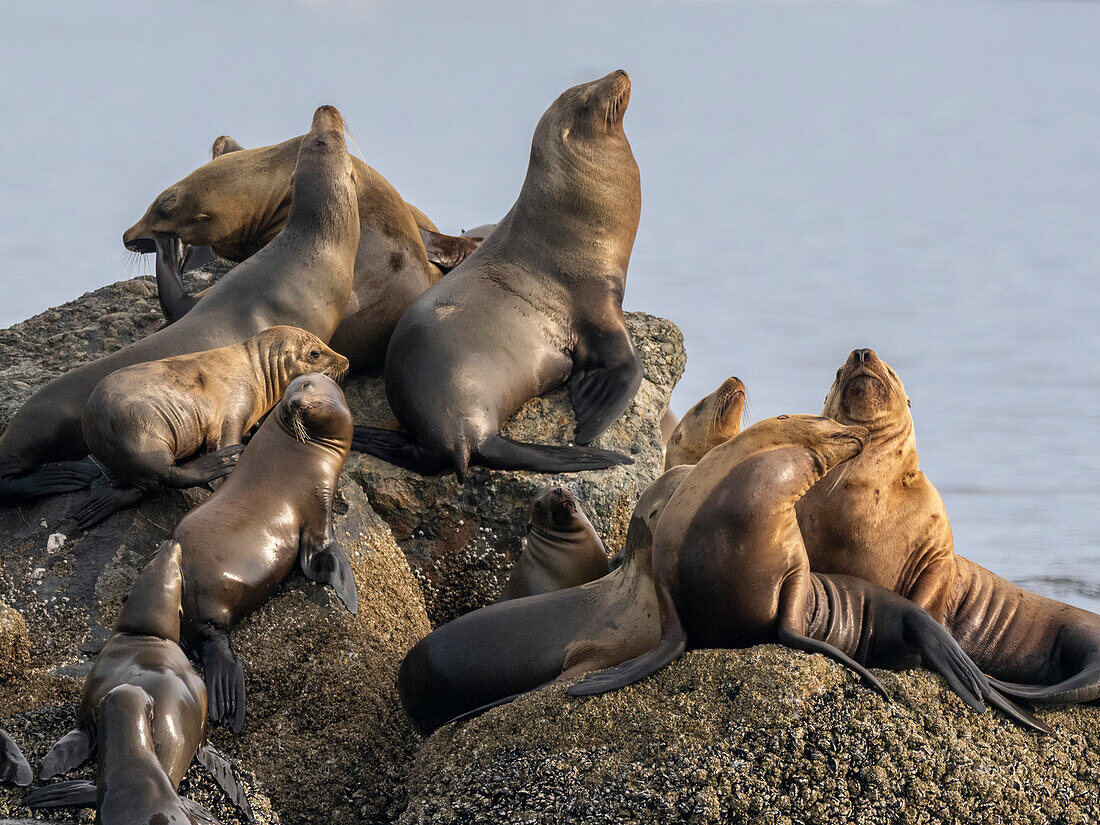 Kalifornische Seelöwen (Zalophus californianus), in der Monterey Bay National Marine Sanctuary, Kalifornien, Vereinigte Staaten von Amerika, Nordamerika