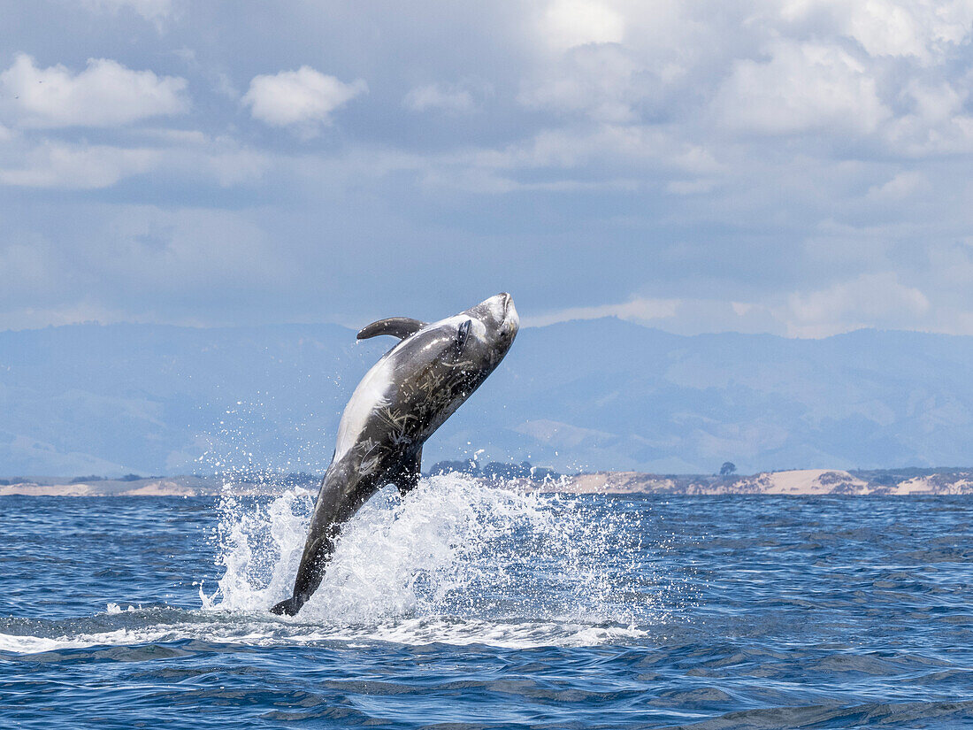 Adult Risso's dolphin (Grampus griseus), leaping into the air in Monterey Bay Marine Sanctuary, California, United States of America, North America
