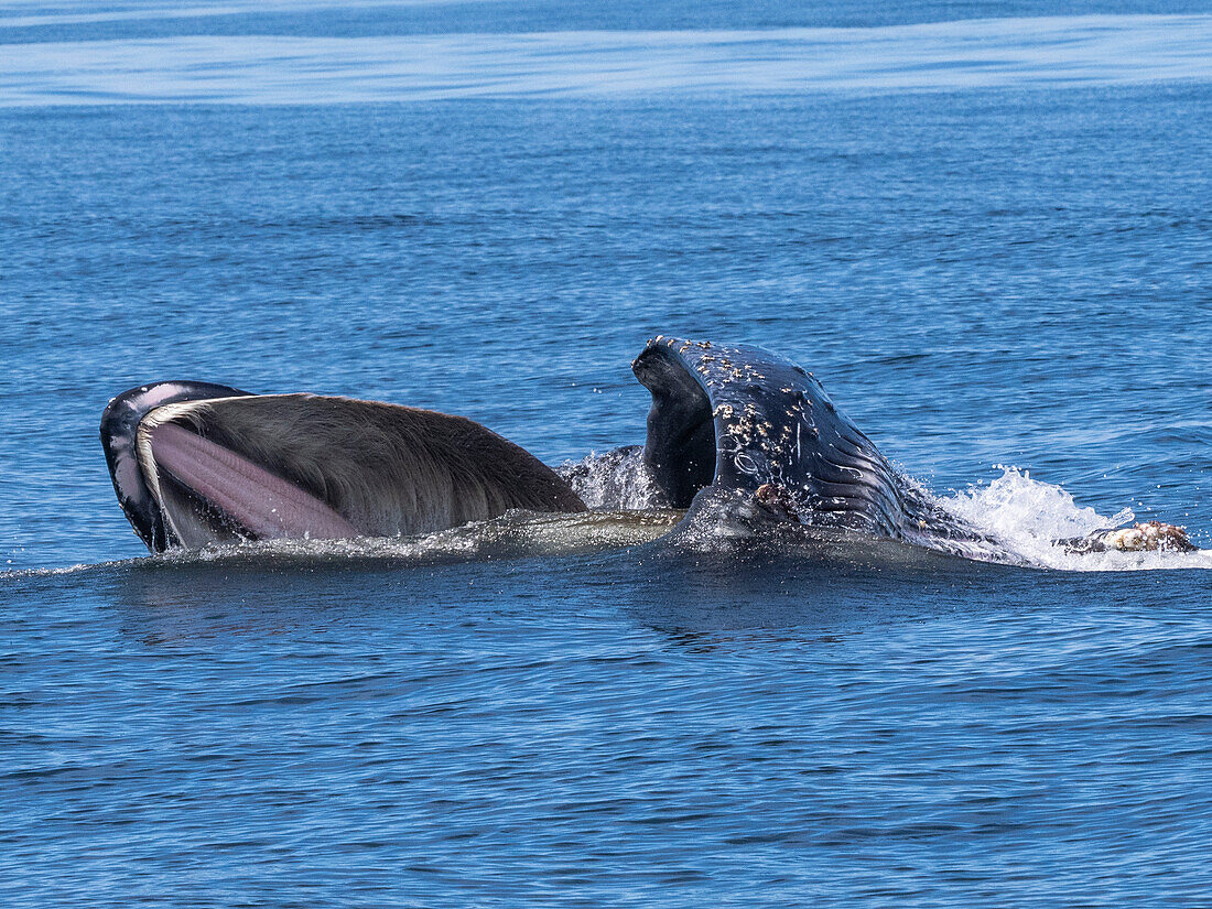 An adult humpback whale (Megaptera novaeangliae), surface lunge feeding in Monterey Bay Marine Sanctuary, California, United States of America, North America