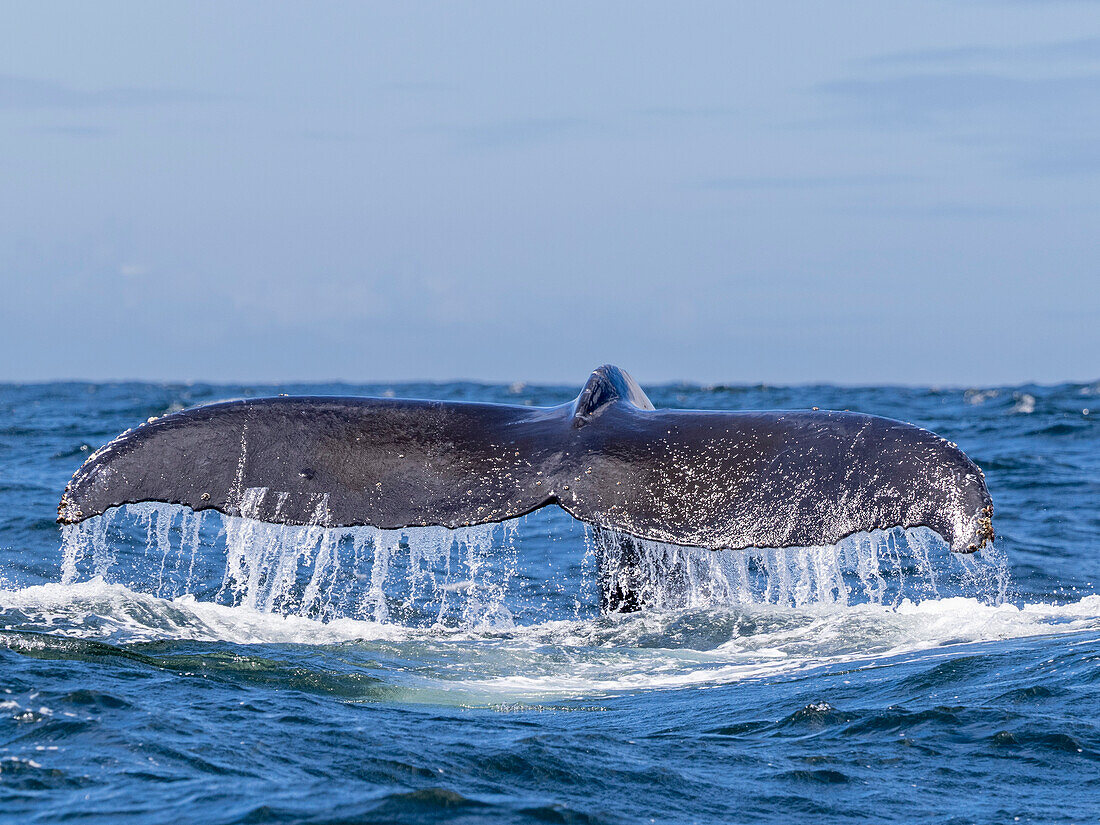 Ein erwachsener Buckelwal (Megaptera novaeangliae), Flossenaufwärts-Tauchgang im Meeresschutzgebiet Monterey Bay, Kalifornien, Vereinigte Staaten von Amerika, Nordamerika