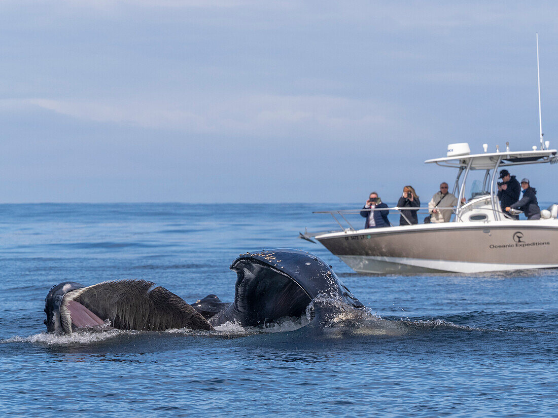 An adult humpback whale (Megaptera novaeangliae), surface lunge feeding in Monterey Bay Marine Sanctuary, California, United States of America, North America