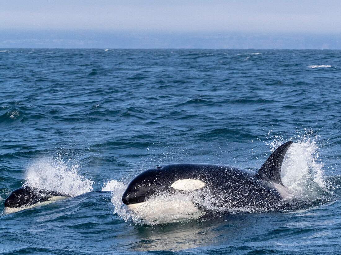 Durchreisende Schwertwale (Orcinus orca), Auftauchen im Meeresschutzgebiet Monterey Bay, Monterey, Kalifornien, Vereinigte Staaten von Amerika, Nordamerika