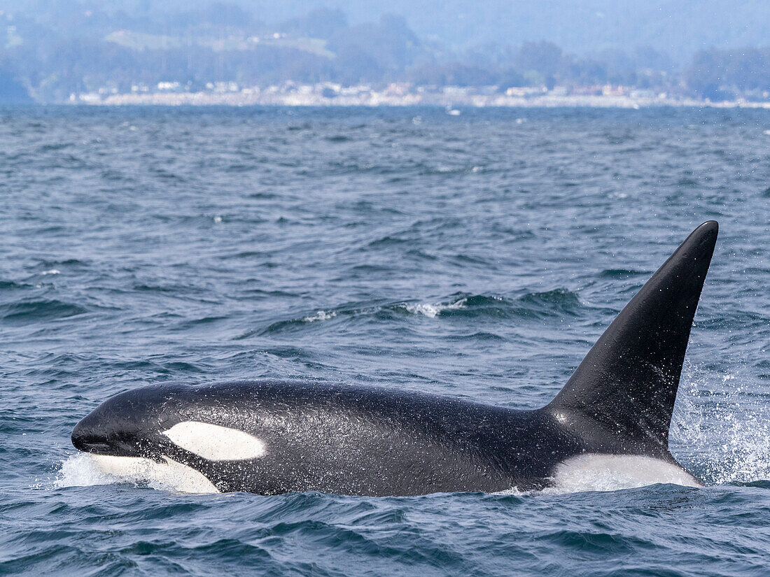 Durchreisender männlicher Schwertwal (Orcinus orca), auftauchend im Monterey Bay Marine Sanctuary, Monterey, Kalifornien, Vereinigte Staaten von Amerika, Nordamerika