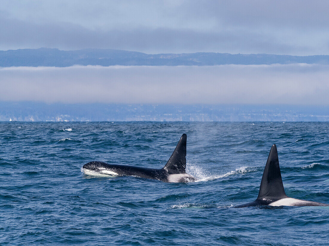 Durchreisende männliche Schwertwale (Orcinus orca), auftauchend im Monterey Bay Marine Sanctuary, Monterey, Kalifornien, Vereinigte Staaten von Amerika, Nordamerika