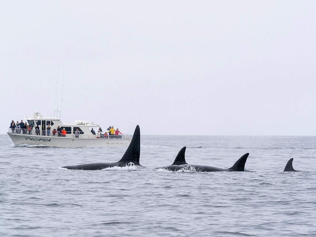 Eine Gruppe von Schwertwalen (Orcinus orca), in der Nähe eines Walbeobachtungsbootes in der Monterey Bay Marine Sanctuary, Kalifornien, Vereinigte Staaten von Amerika, Nordamerika