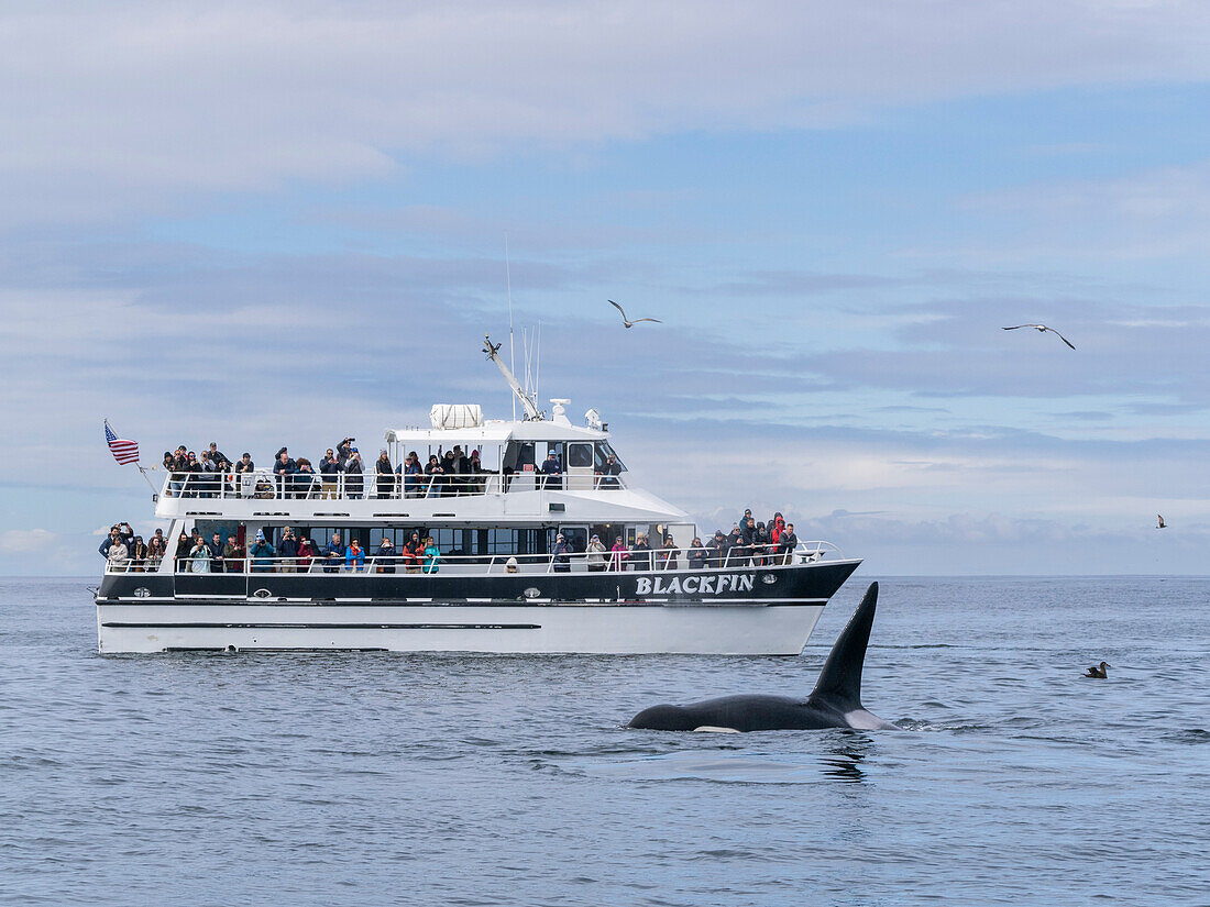Eine Gruppe von Schwertwalen (Orcinus orca), in der Nähe eines Walbeobachtungsbootes in der Monterey Bay Marine Sanctuary, Kalifornien, Vereinigte Staaten von Amerika, Nordamerika