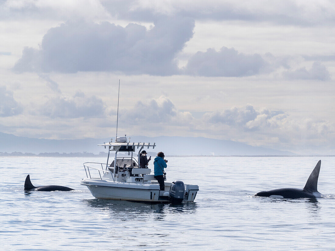 Eine Gruppe von Schwertwalen (Orcinus orca), in der Nähe eines Walbeobachtungsbootes in der Meeresschutzzone Monterey Bay, Kalifornien, Vereinigte Staaten von Amerika, Nordamerika