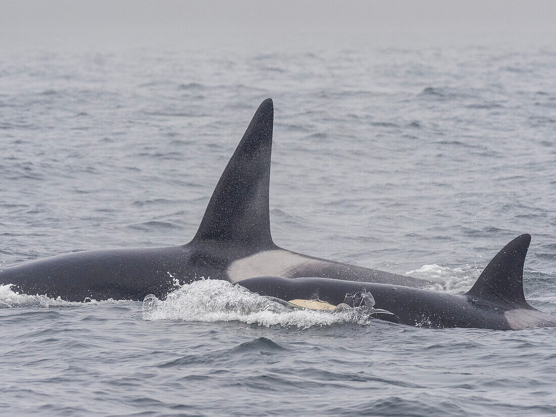 A pod of transient killer whales (Orcinus orca), catching and killing an elephant seal in Monterey Bay Marine Sanctuary, California, United States of America, North America